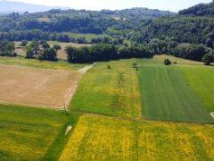 Flat agricultural land - 4