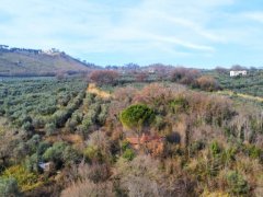 Agricultural land with olive grove - 2