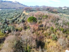 Agricultural land with olive grove - 3